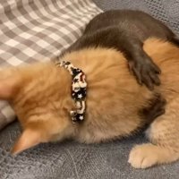 背中に回された前足