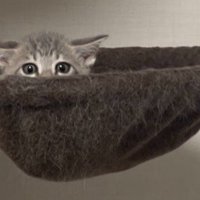 ハンモックから頭を出す猫（アップ）