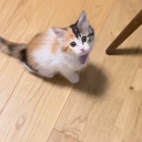 見上げるうなぎちゃん