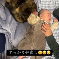 赤ちゃんの隣で丸くなる猫
