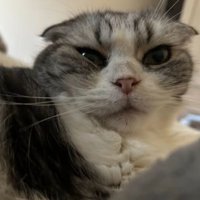 室内にいる猫