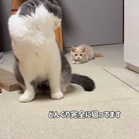 マンチカンの尻尾をつかまえようとねらう子猫