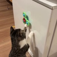 おもちゃに両手を伸ばす猫