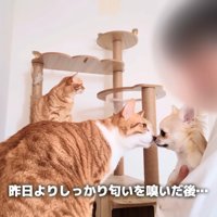 猫2匹と抱っこされたチワワ
