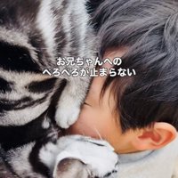 お兄ちゃんの顔を舐める子猫