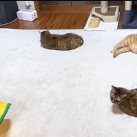 ホットカーペットに寝転ぶ4匹の猫