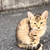 地面に座る子猫の姿