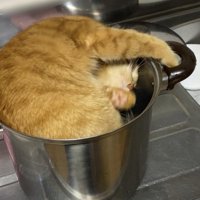 くるんと回る猫