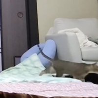 歩いている子猫