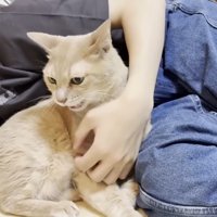 胸をなでられている猫