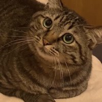 耳が立っている香箱座りをしているキジトラ（テロップなし）