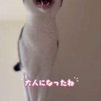鳴いている成猫