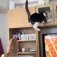 棚に突撃するグレー白猫