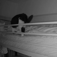 飼い主に近づく猫