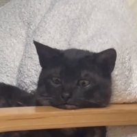 人間のような表情に