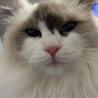猫の顔