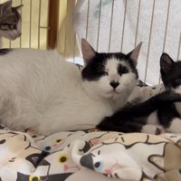 動き回る子猫たちと目を閉じる母猫