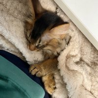 飼い主の膝の上で布に包まれて眠る猫