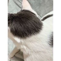 猫の後頭部
