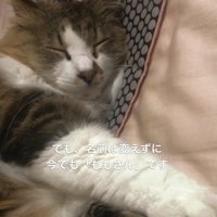 寝ている猫