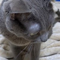 下を向く猫
