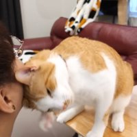 飼い主の顔に頭をすりつける猫