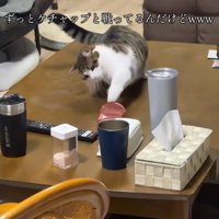 猫パンチをするねこ