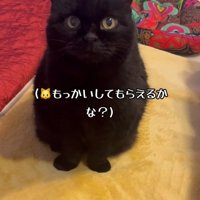 なでてほしそうに見ている黒猫