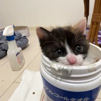 アルコールタオルの空き容器の中に入った子猫