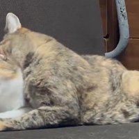 三毛猫に噛みつくサビ猫