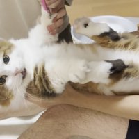 仰向けにされた長毛猫ちゃん