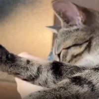 足に顔をうずめる子猫