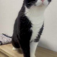 何かを見つめながら近づく猫