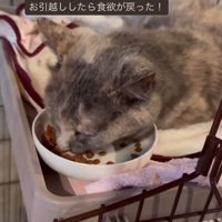 ごはんを食べる猫