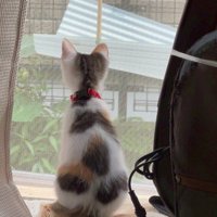 窓辺に座る猫の後ろ姿
