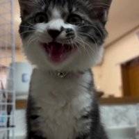 鳴いている子猫