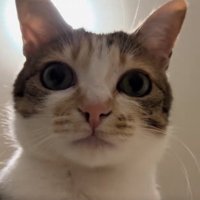 天井を背景にした猫の顔アップ