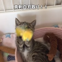「真剣白刃取り！！」のテロップ写真