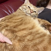 抱っこされる猫