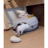 おもちゃで遊ぶ猫