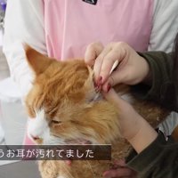 耳掃除
