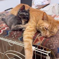 くっついて寝る2匹の猫