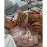猫と赤ちゃん