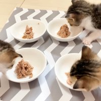 離乳食のにおいを嗅ぐ子猫たち