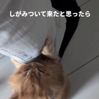 立つ猫