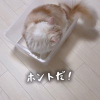 ケースに入る猫