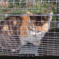 「ひゃくえーん」