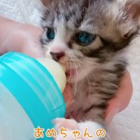 ミルクを飲んでいる子猫