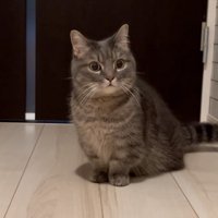 不安そうな猫