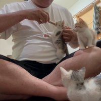 立ち上がってシリンジをくわえる子猫と、飼い主さんの足の上と床に座る子猫たち